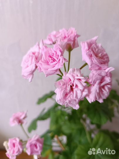 Пеларгонии сортовые