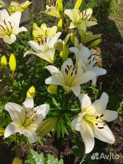 Букет из Лилий