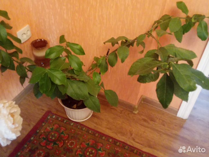 Лимонное дерево