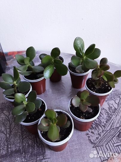 Замиокулькас,толстянка.денежное дерево