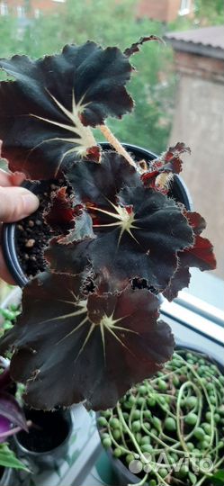 Бегония черная мамба забирать в субботу