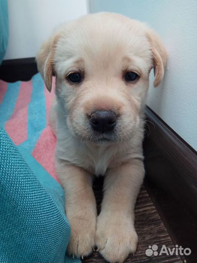 Лабрадор щенки