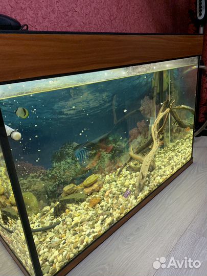 Аквариум