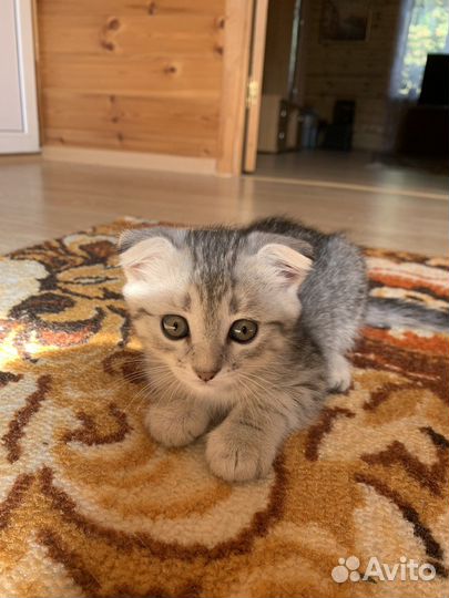Шотландская кошка