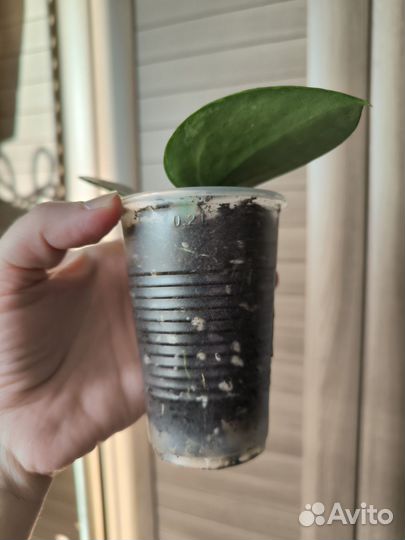 Хойя Акута EPS-997