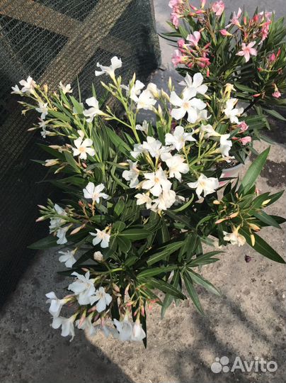 Нериум Олеандер