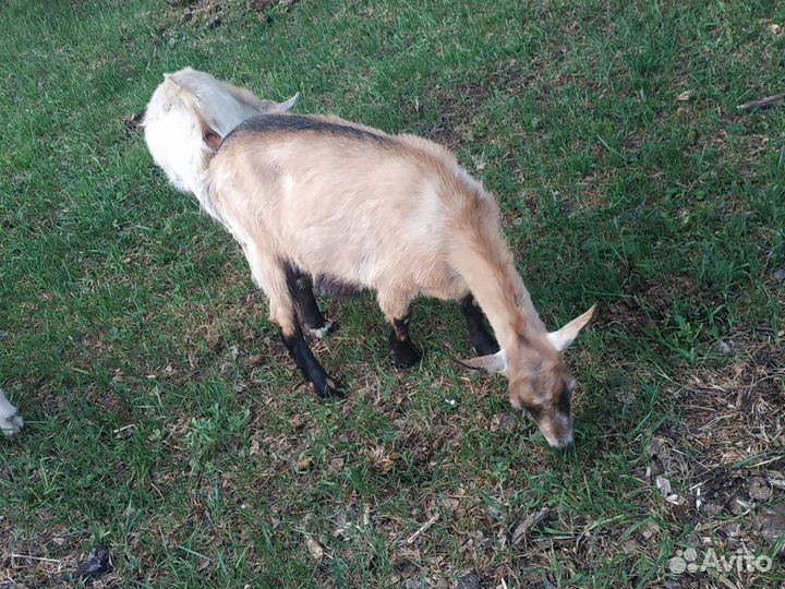 Корова первотелка, козы