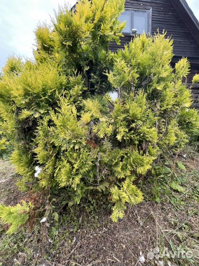 Туя голден глоб