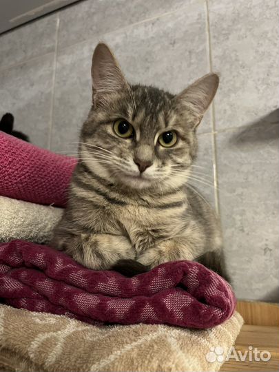 Серый котенок девочка 6 месяцев