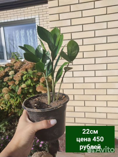 Замиокулькас