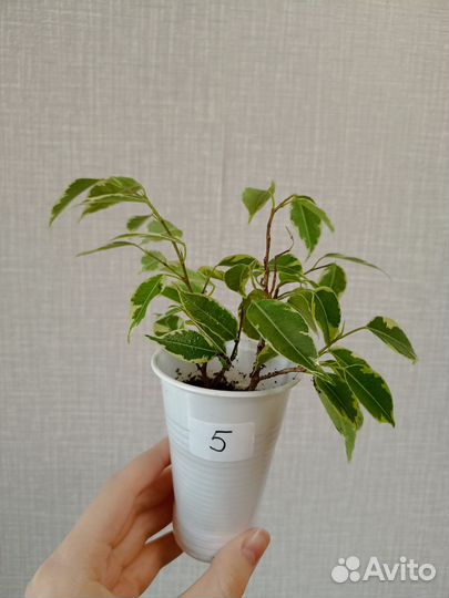 Фикус Бенджамина Кинки