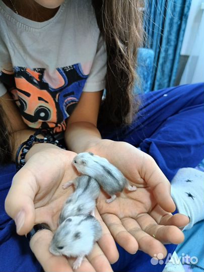 Хомяки джунгарики