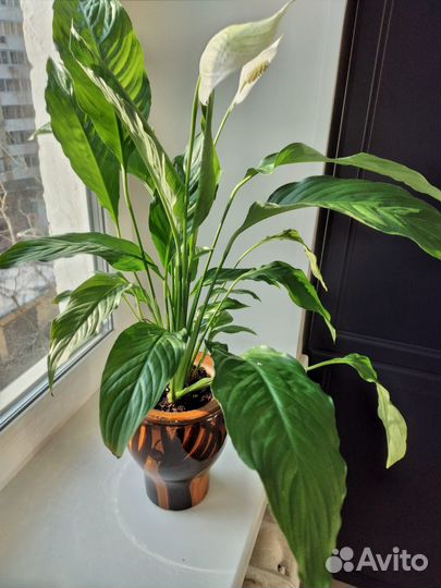 Спатифиллум