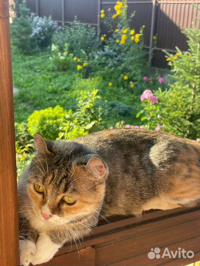 Кошка кинколоу