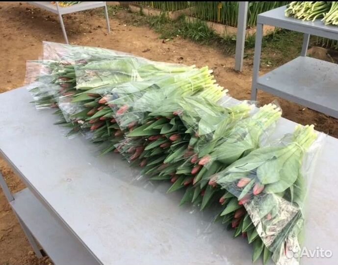 Тюльпаны к 8 марта оптом