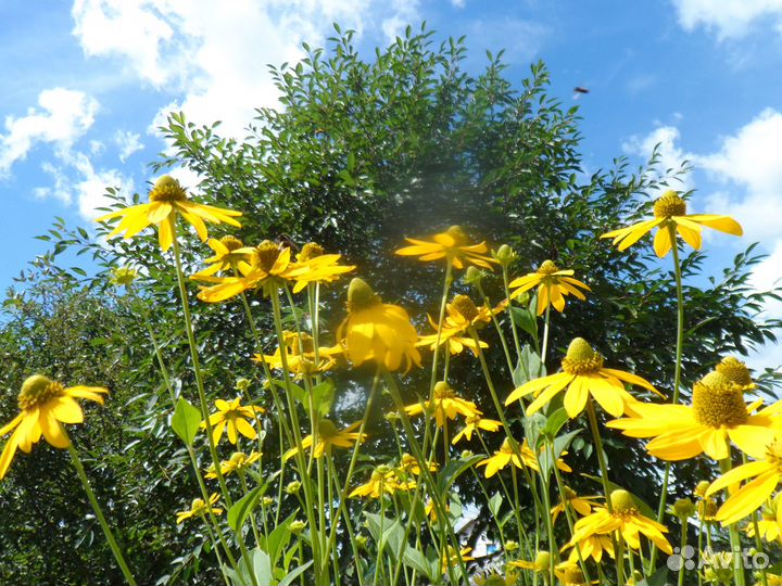 Садовые растения весна 2024 есть редкие