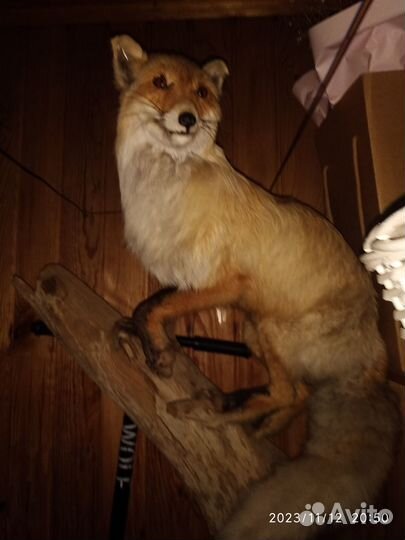 Лисица чучело