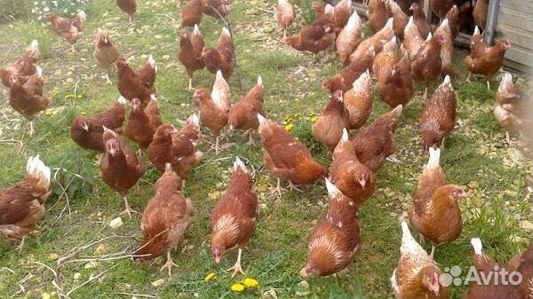 Бройлерные цыплята,несушки,утята
