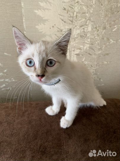 Очаровательная кошечка
