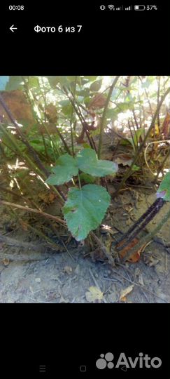 Малина кусты