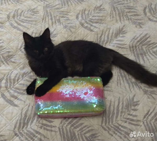 Котёнок