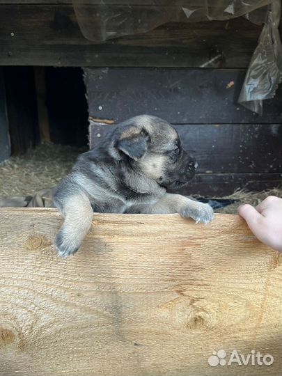 Щенок в добрые руки бесплатно