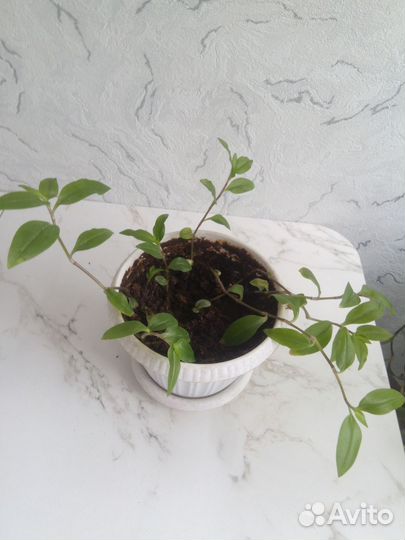 Комнатные цветы