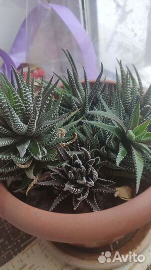 Кактус. Хавортия Аттенуата Каеспитоза