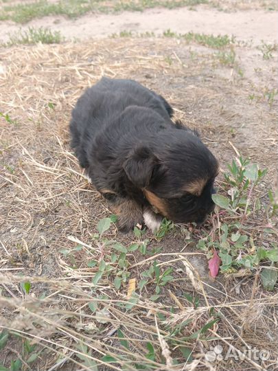 Той-терьер щенок
