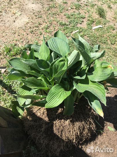 Хоста. Кусты большие