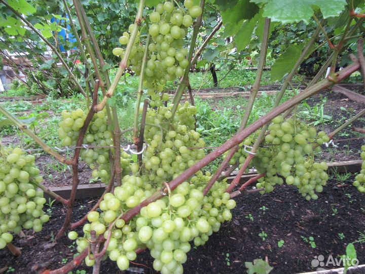 Продаю саженцы винограда для Пскова и области