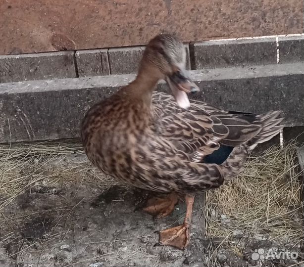 Подсадные утки