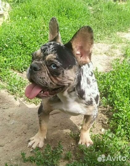 Орхидея девочка 2 года