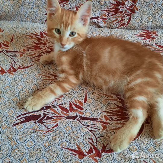 Отдам котят
