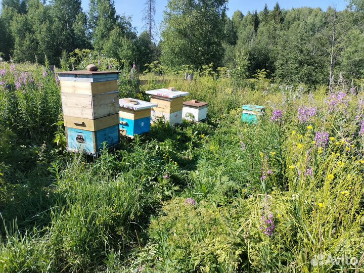 Продам пчелосемьи