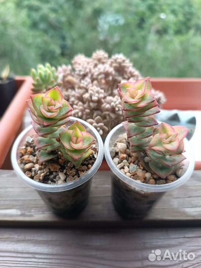 Суккуленты 3