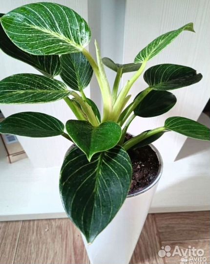 Филодендрон Субхастатум, Биркин