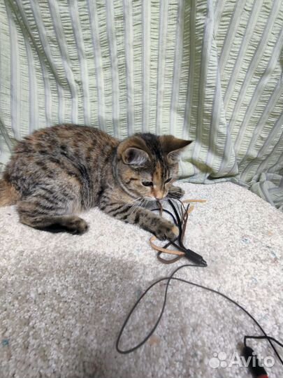 Котенок девочка