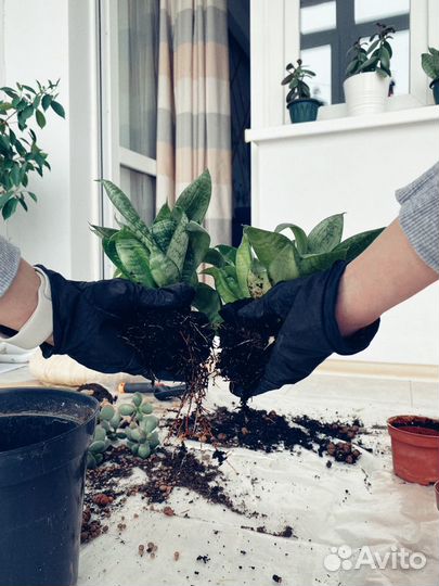 Сансевиерия Ханни (Sansevieria Hahnii) 3 шт