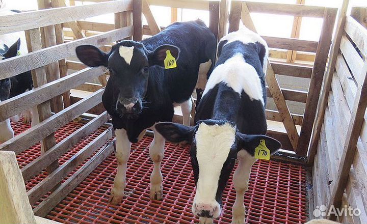 Телята бычки