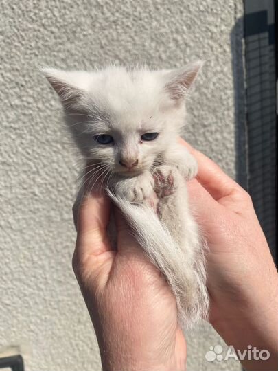 Котята в добрые руки мальчики