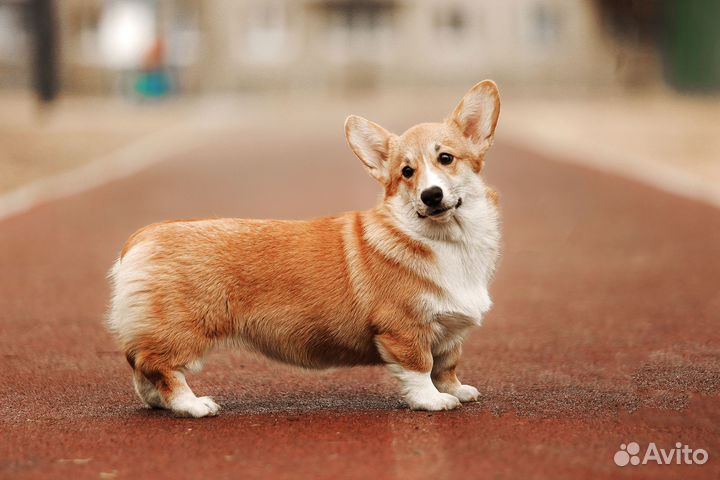 Щенок корги