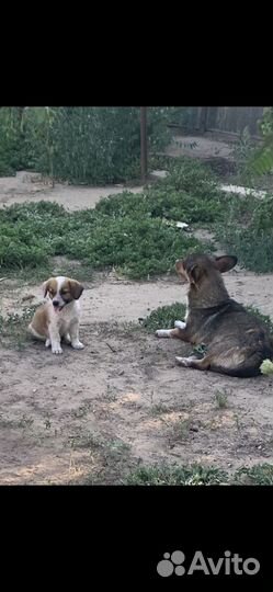 Собака в добрые руки отдам бесплатно
