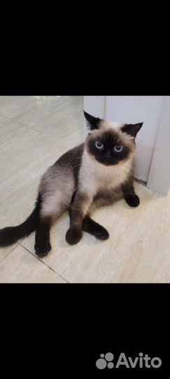 Кошка блю-пойнт