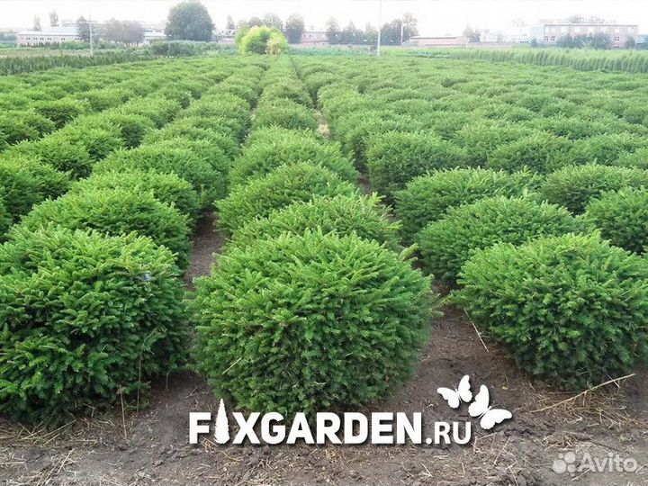 Ель обыкновенная nidiformis Высота от 20см