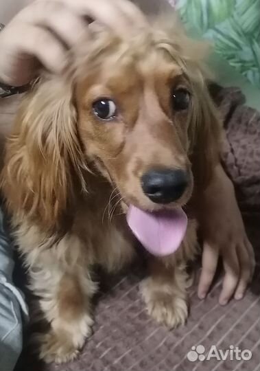 Кокер спаниель