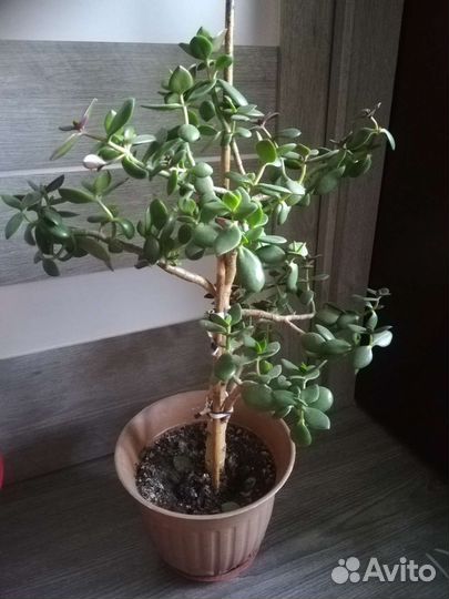 Комнатные растения