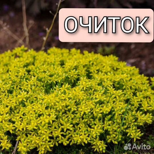 Очиток едкий