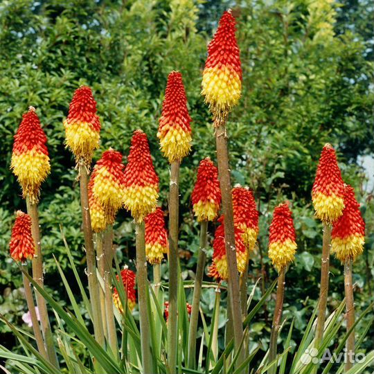 Многолетние растения для сада