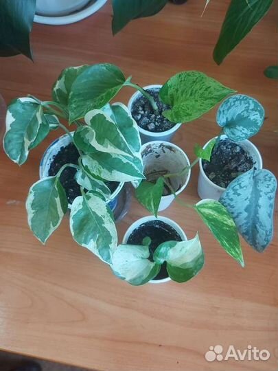 Сциндапсусы и эпипремнумы